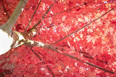 红樱树
